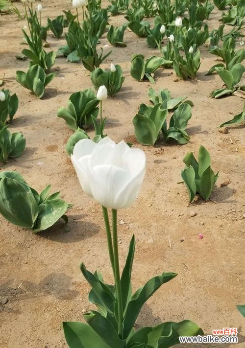 传递情感与祝福，用郁金香花语表达心意 郁金香花语与寓意