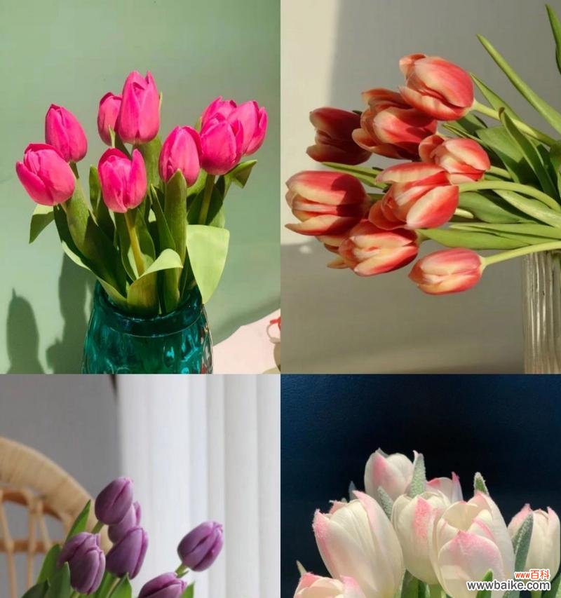 探索白色郁金香的象征意义及美丽寓意 白色郁金香的花语与寓意