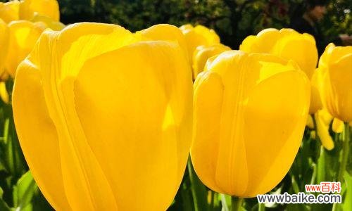 探秘郁金香花语，探索花卉之言 郁金香花语的意义及象征