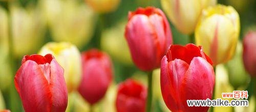 探索郁金香的美丽和象征意义 郁金香花语与代表意义