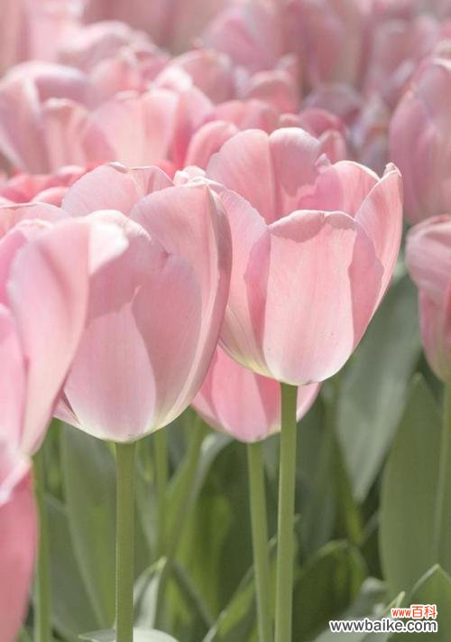 探索郁金香的美丽和象征意义 郁金香花语与代表意义