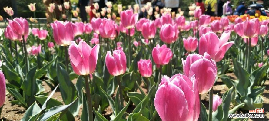 探寻郁金香的花语，了解其深层寓意 郁金香花语与寓意