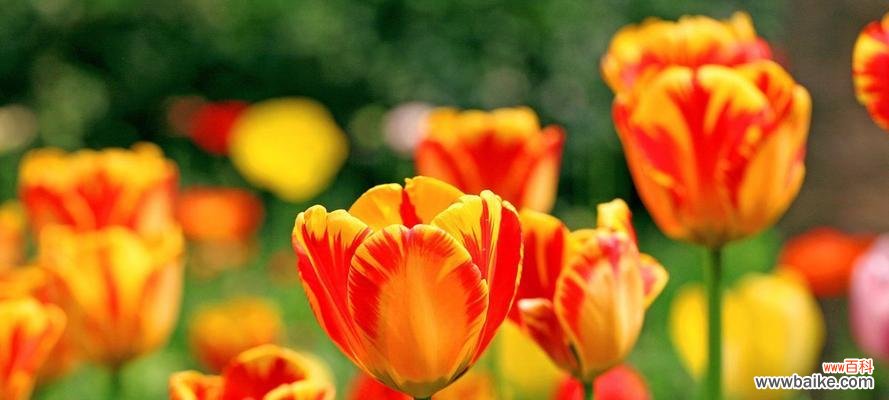 探寻郁金香的花语，了解其深层寓意 郁金香花语与寓意