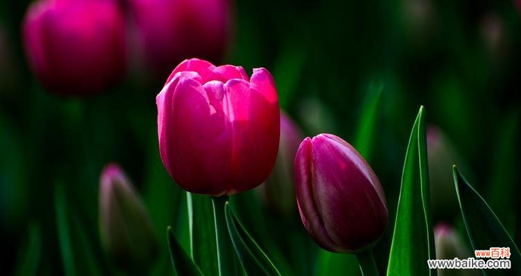 探寻郁金香的花语，了解其深层寓意 郁金香花语与寓意