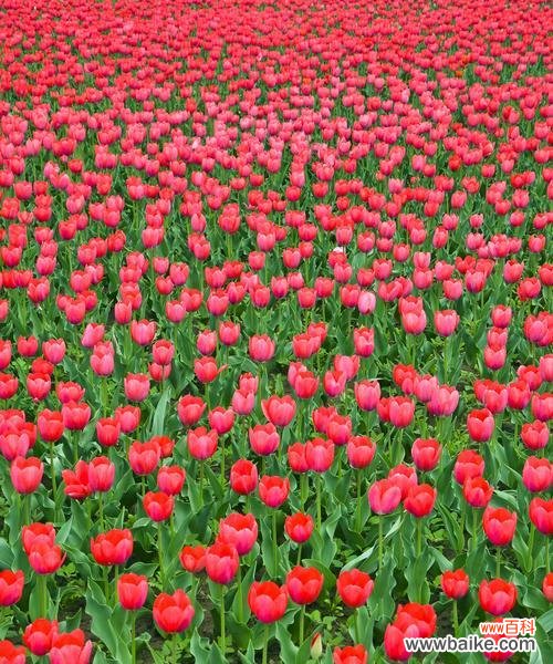 探索郁金香花语的深意和相关传统 郁金香的花语及送花数量的含义