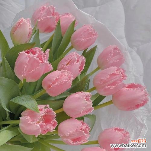 探索郁金香花语的深意和相关传统 郁金香的花语及送花数量的含义