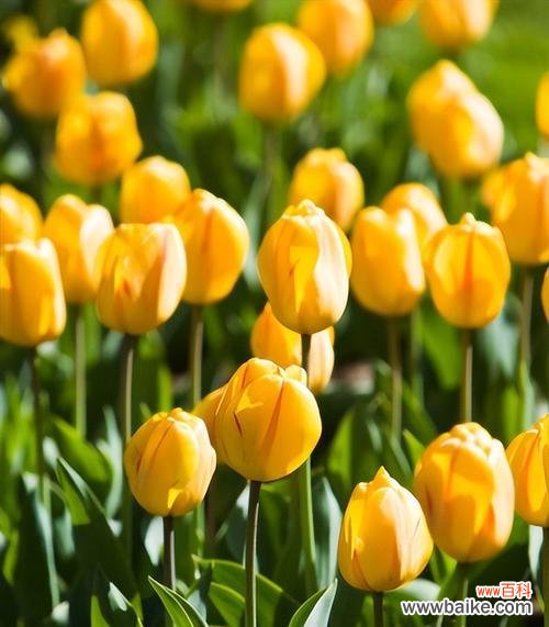 唤醒爱情的芬芳,融化冷漠的心灵 郁金香,花开花落间的浪漫诗篇