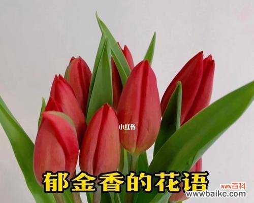 唤醒爱情的芬芳,融化冷漠的心灵 郁金香,花开花落间的浪漫诗篇