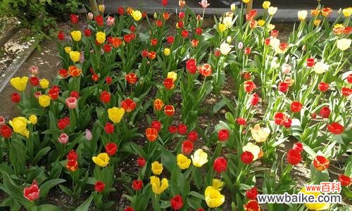 探秘郁金香的盛放时刻及其背后的意义 郁金香