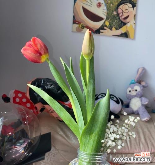 探秘郁金香的盛放时刻及其背后的意义 郁金香