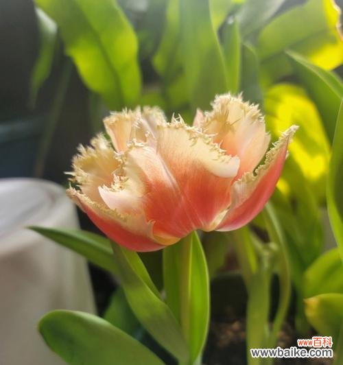 探秘郁金香的盛放时刻及其背后的意义 郁金香