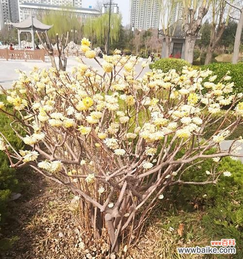 花的寓意和象征 爱情长久如花，耐人寻味