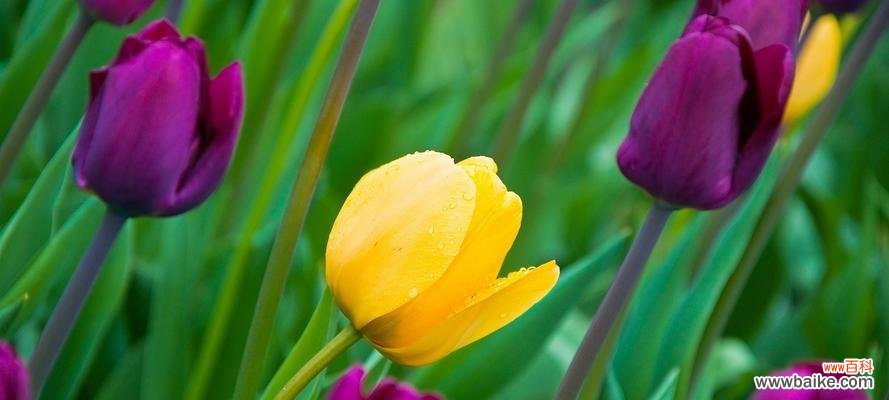 揭示郁金香的历史、文化和美学内涵 郁金香——优雅与繁荣的象征