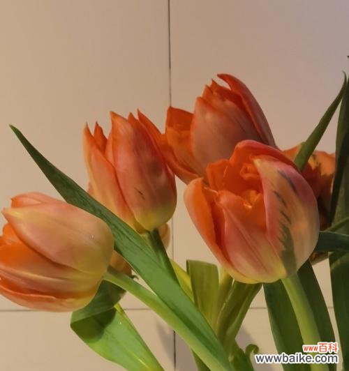 揭示郁金香的历史、文化和美学内涵 郁金香——优雅与繁荣的象征