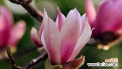 探寻玉兰花的美与哲思 玉兰花的象征与寓意