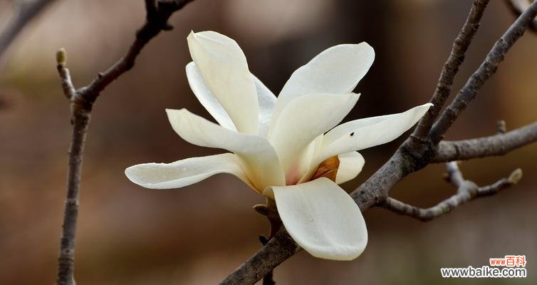 玉兰花的美丽与坚韧 玉兰花的寓意与象征意义