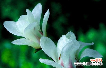 探秘玉兰花的花语及其文化内涵 玉兰花花语