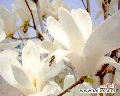 揭示玉兰花的深刻内涵 玉兰花的美丽寓意与象征