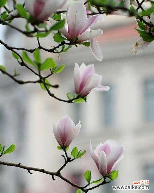 玉兰花的象征意义与文化内涵 玉兰花