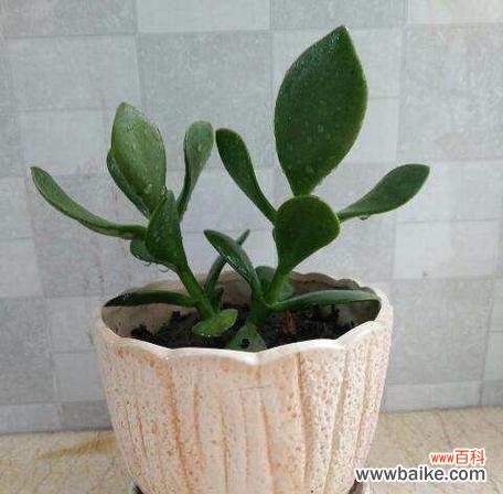 探寻玉树花语的深刻含义 玉树花语