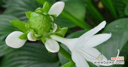 玉簪花的含义及其传承 以玉簪花的花语——纯洁与美丽的象征