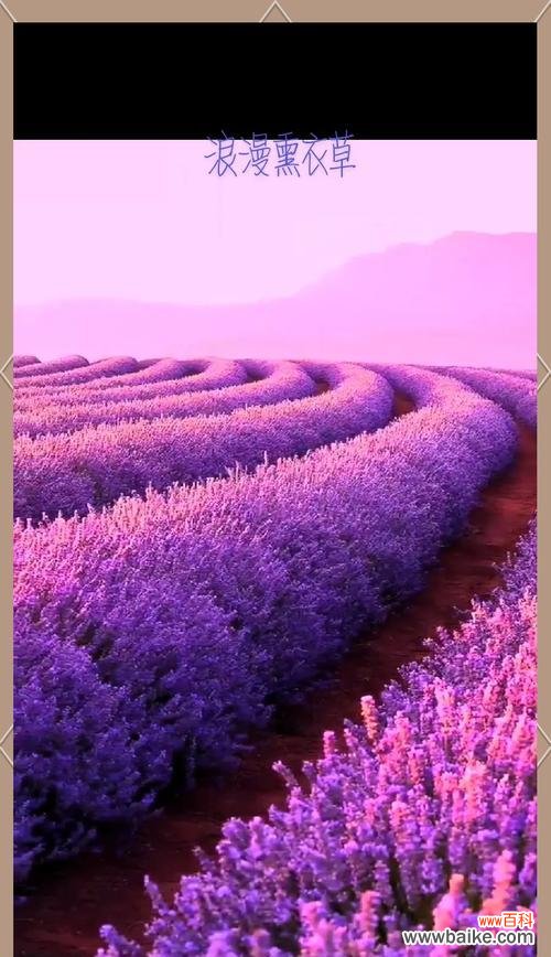 薰衣草的花语是什么？它象征着什么？