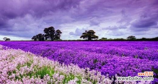 薰衣草的花语是什么？它象征着什么？