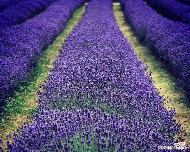 薰衣草的花语是什么？它象征着什么？