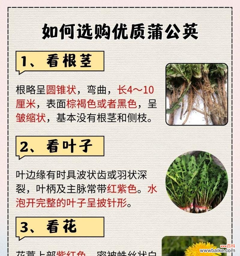 蒲公英飘散的花语有何寓意？