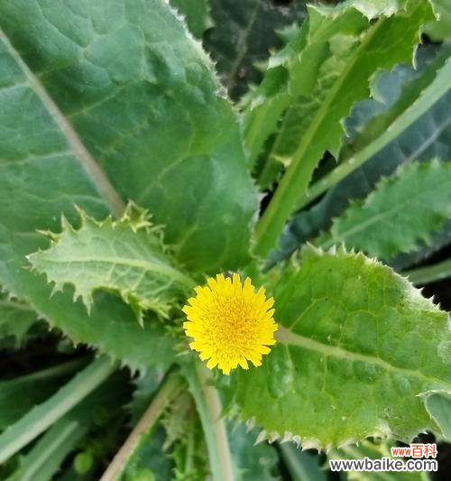 蒲公英飘散的花语有何寓意？