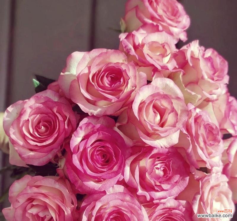 粉玫瑰艾莎的花语有何特别之处？