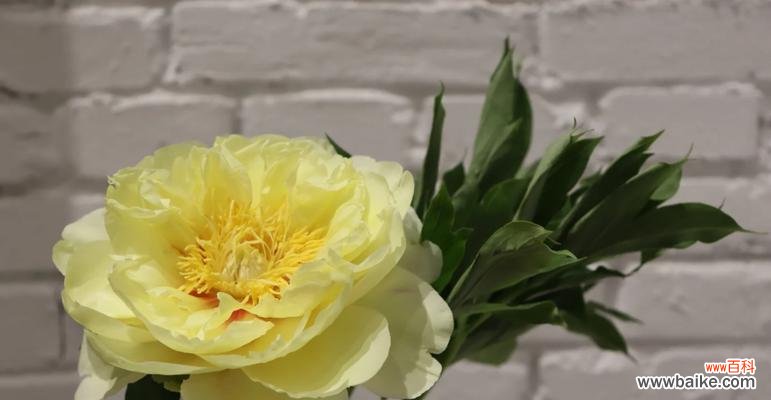 芍药花不同颜色的花语有何区别?