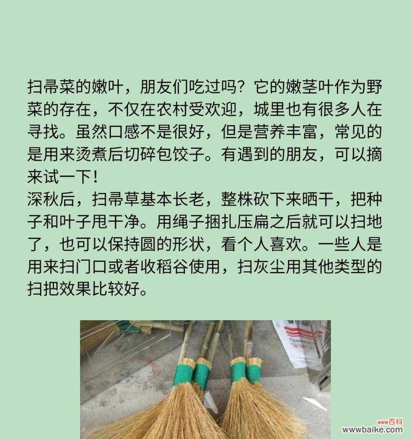 扫帚菜的花语有何特别之处？它传递了什么信息？