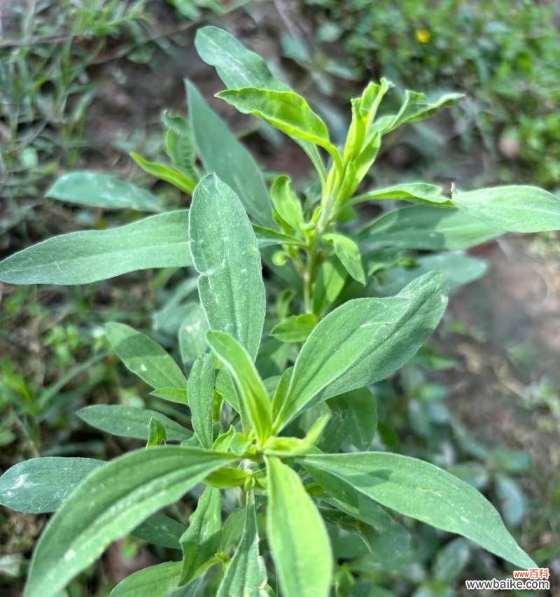 扫帚菜的花语有何特别之处？它传递了什么信息？