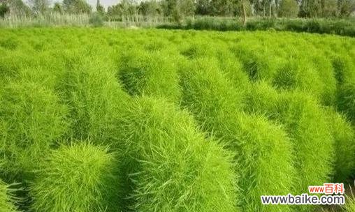 扫帚菜的花语有何特别之处？它传递了什么信息？