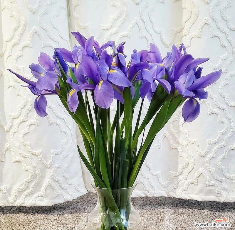 花语中的天长地久是什么意思？哪种花象征着永恒的爱？