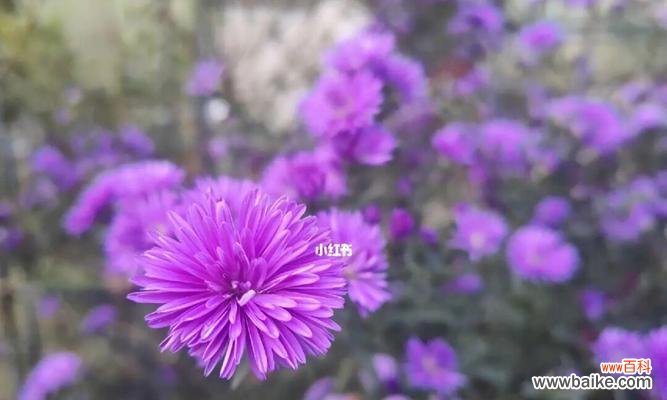 紫色雏菊的花语有何含义?它在花语文化中象征着什么?