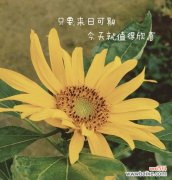 向日葵10支代表什么？精品向日葵花语有何深意？