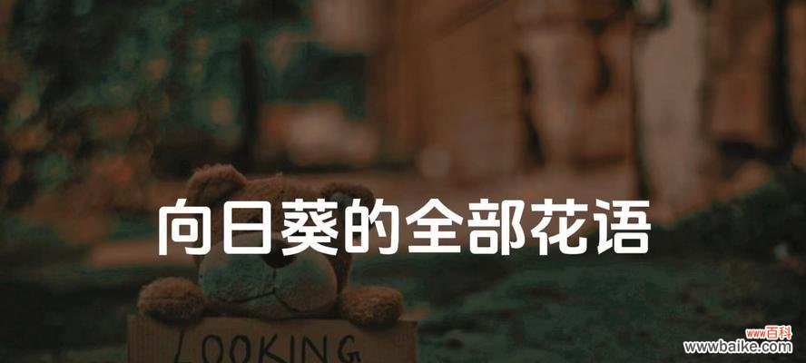 向日葵10支代表什么?精品向日葵花语有何深意?