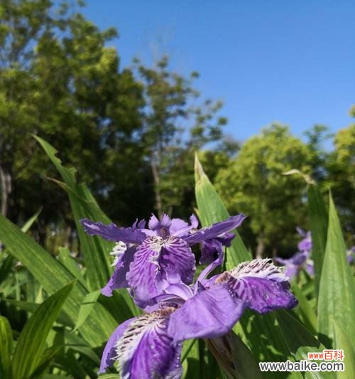 探秘鸢尾花的花语及寓意,解读四季间的美好祝愿 鸢尾花花语解读