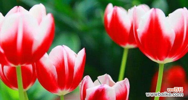 解读郁金香花语的神秘语言，感受它的独特美丽 郁金香的花语与美丽图片