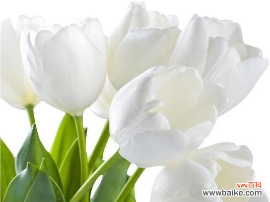 解读郁金香花语的神秘语言，感受它的独特美丽 郁金香的花语与美丽图片