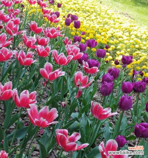 解读郁金香花语的神秘语言，感受它的独特美丽 郁金香的花语与美丽图片