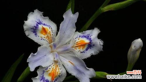 揭秘鸢尾草花语的深意,带你走进花海的秘密 探索鸢尾草花语之美