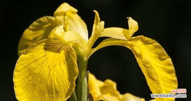 揭秘鸢尾草花语的深意,带你走进花海的秘密 探索鸢尾草花语之美