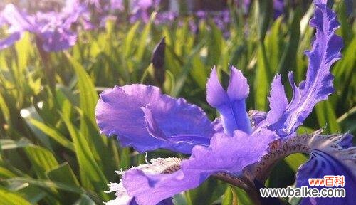 揭示鸢尾花背后的深意 鸢尾草的寓意