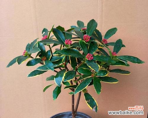 以植物名字寓意为主题的15个美好故事 寓意美好的植物名字