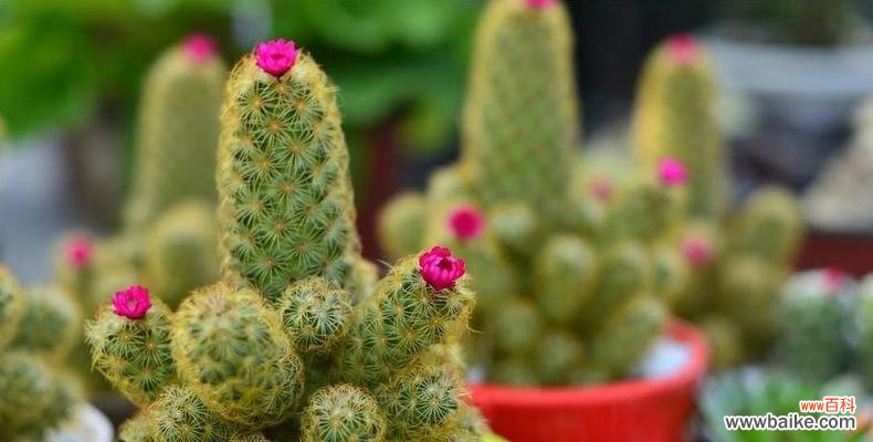 以植物名字寓意为主题的15个美好故事 寓意美好的植物名字