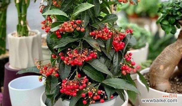 以植物名字寓意为主题的15个美好故事 寓意美好的植物名字