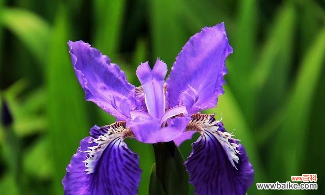 花开寓意、文化象征与心灵抚慰 鸢尾的花语